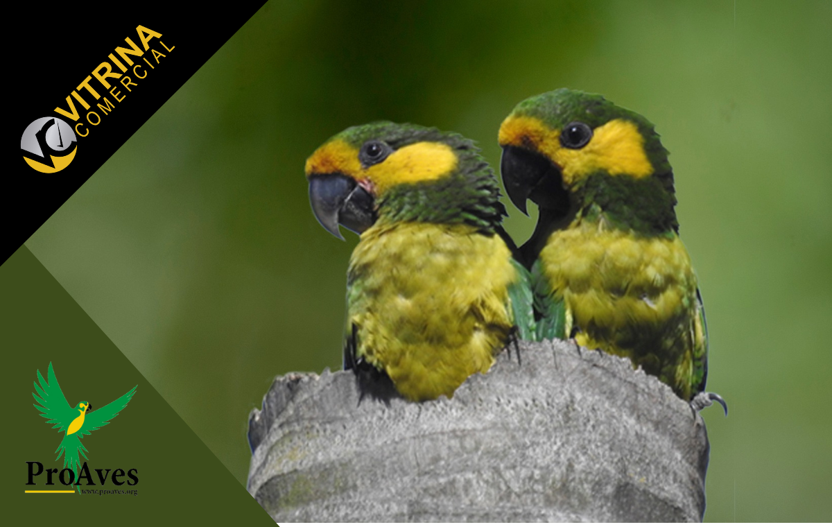 Fundación ProAves Colombia – Conservación de Aves y Biodiversidad