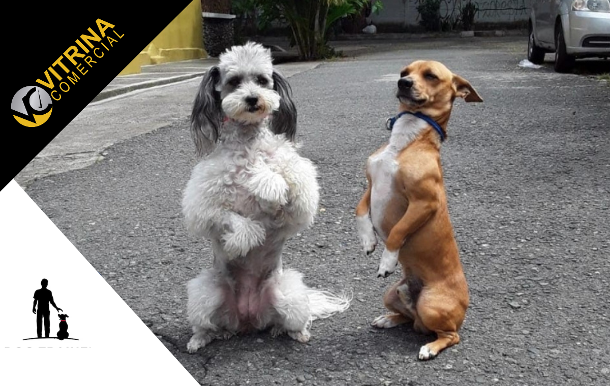 Peiros Dog – Adiestramiento Canino Profesional y Educación para Perros